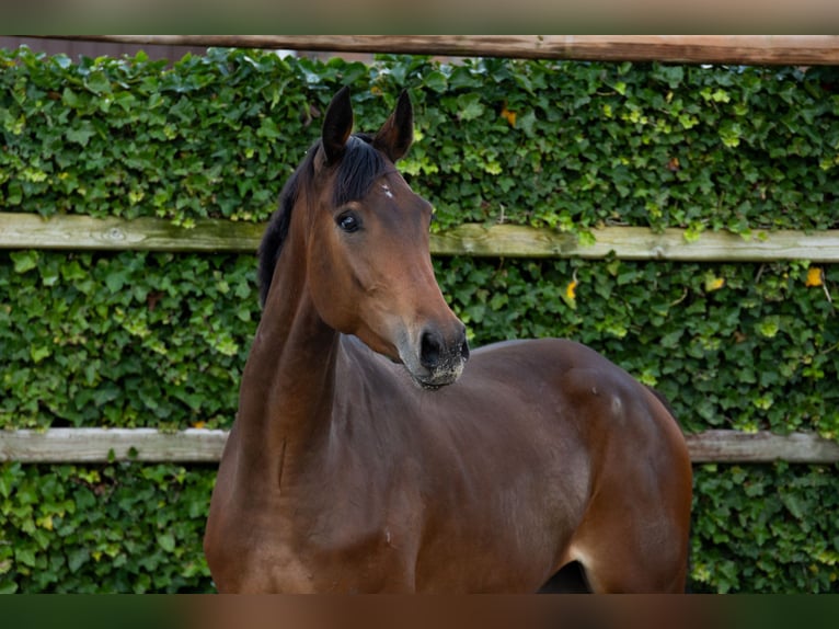 Zangersheider Mare 3 years 16 hh Bay-Dark in Waddinxveen Zangersheider Mare 3 years 16 hh Bay-Dark in Waddinxveen