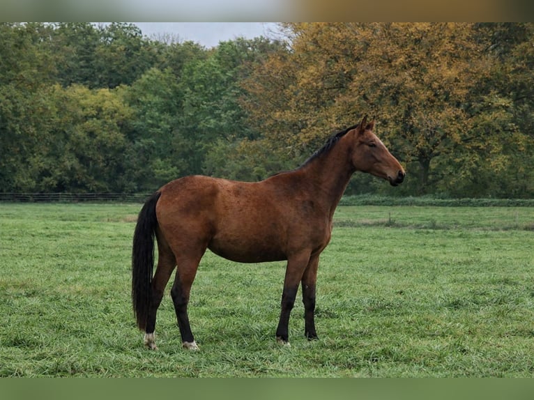 Zangersheider Mare 3 years 16 hh Brown in Schnega Schnega