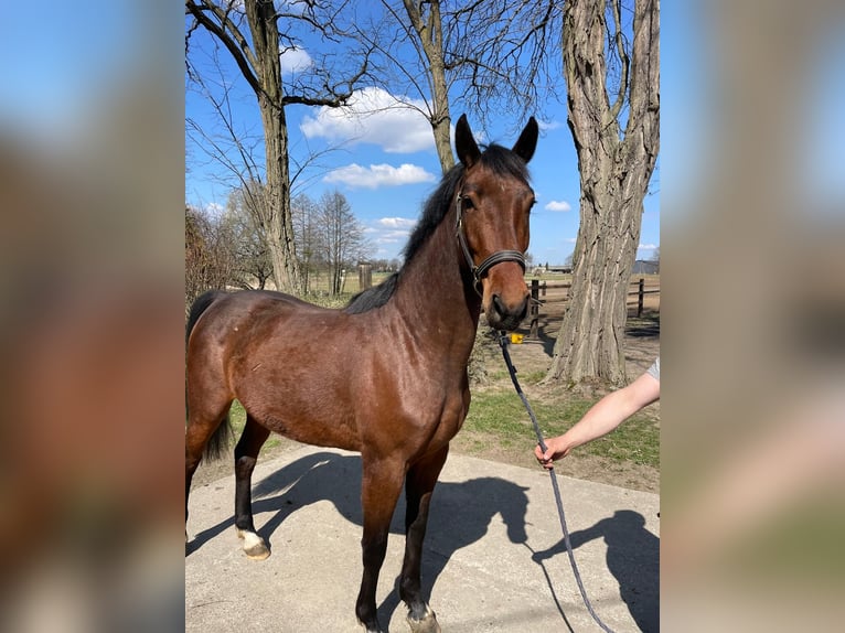 Zangersheider Mare 3 years 16 hh Brown in Świekatowo