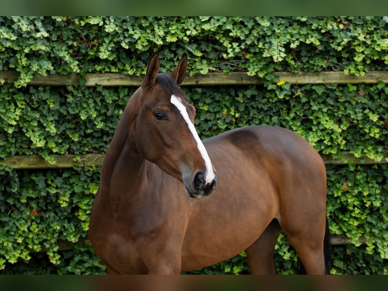 Zangersheider Mare 3 years 16 hh Brown in Waddinxveen