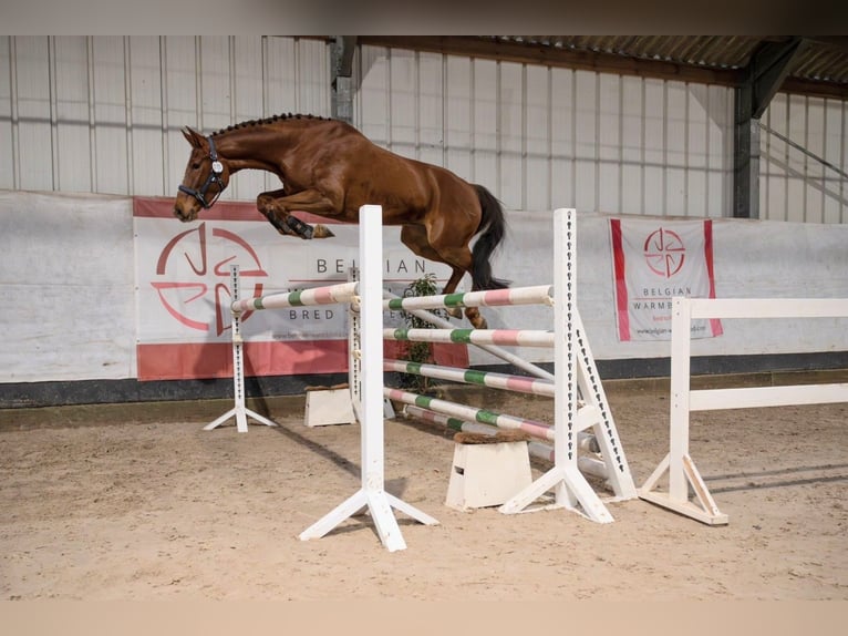 Zangersheider Mare 3 years 16 hh Chestnut-Red in GROTE-BROGEL