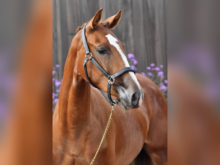 Zangersheider Mare 3 years 16 hh Chestnut-Red in Paj&#x105;k&#xF3;w