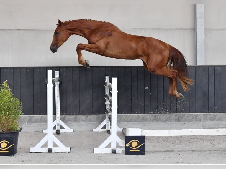 Zangersheider Mare 3 years 16 hh Chestnut-Red in Paj&#x105;k&#xF3;w