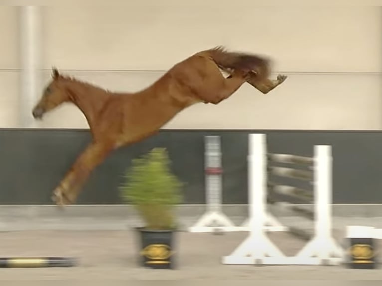 Zangersheider Mare 3 years 16 hh Chestnut-Red in Paj&#x105;k&#xF3;w