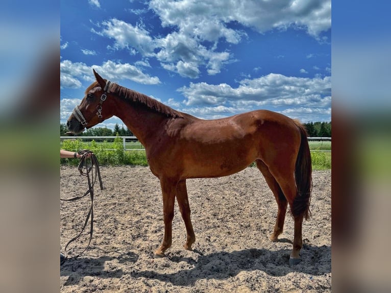 Zangersheider Mare 3 years 16 hh Chestnut-Red in Paj&#x105;k&#xF3;w