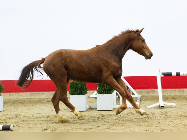 Zangersheider Mare 3 years 16 hh Chestnut-Red in Waddinxveen