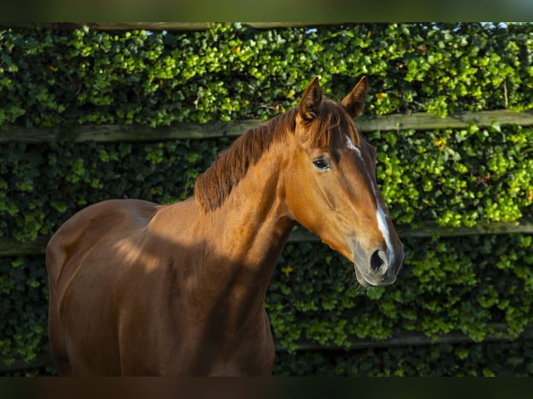 Zangersheider Mare 3 years 16 hh Chestnut-Red in Waddinxveen