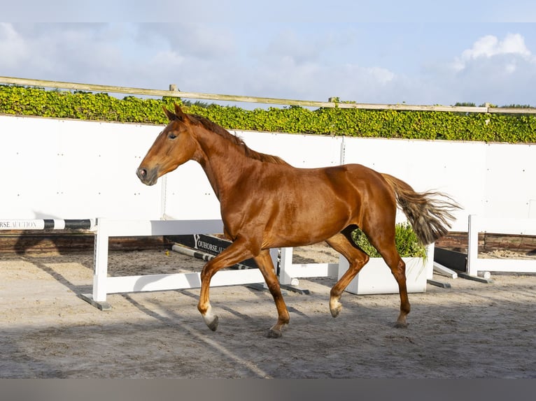 Zangersheider Mare 3 years 16 hh Chestnut-Red in Waddinxveen