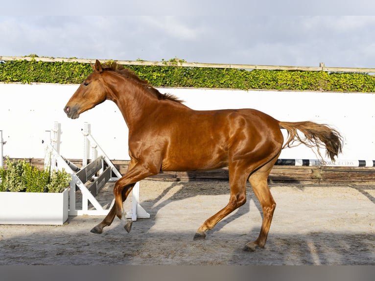 Zangersheider Mare 3 years 16 hh Chestnut-Red in Waddinxveen