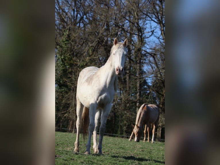 Zangersheider Mare 3 years 16 hh Cremello in Beaumont pied-de-boeuf