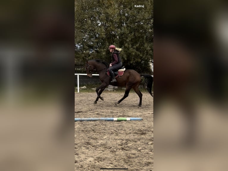 Zangersheider Mare 3 years 16 hh in Karwieńskie Błoto Drugie