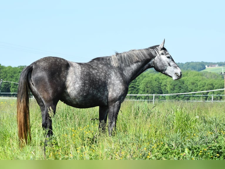 Zangersheider Mare 3 years 16 hh Gray in Sankt Wolfgang