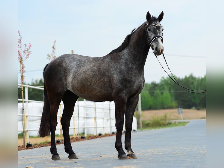 Zangersheider Mare 3 years 16 hh Grey-Dapple in PRZASNYSZ