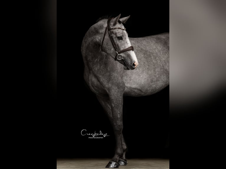 Zangersheider Mare 3 years 16 hh Grey in Radziejów
