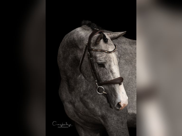 Zangersheider Mare 3 years 16 hh Grey in Radziejów