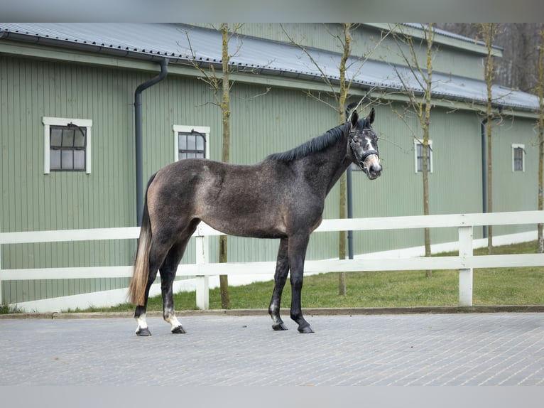 Zangersheider Mare 3 years 16 hh Grey in Serock