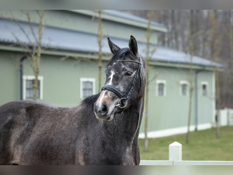 Zangersheider Mare 3 years 16 hh Grey in Serock