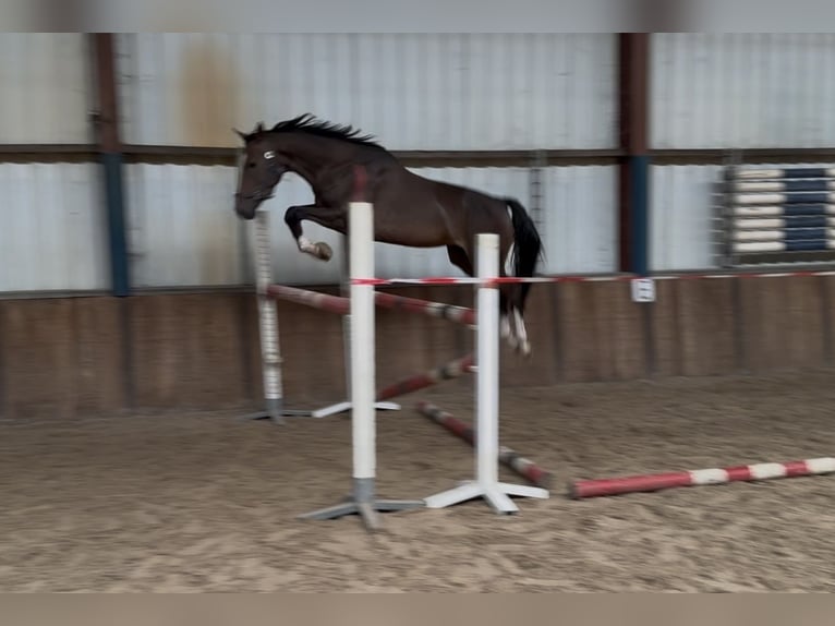 Zangersheider Mare 3 years 16 hh in Oud Gastel