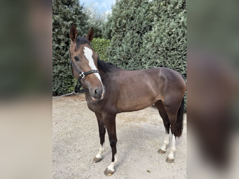 Zangersheider Mare 3 years 16 hh in Oud Gastel