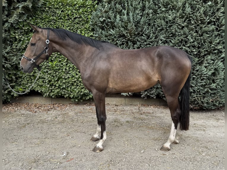 Zangersheider Mare 3 years 16 hh in Oud Gastel