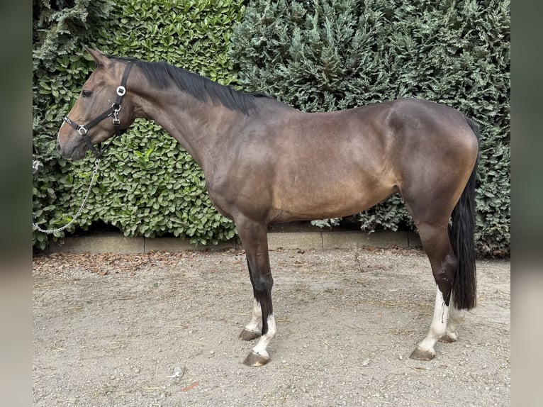 Zangersheider Mare 3 years 16 hh in Oud Gastel