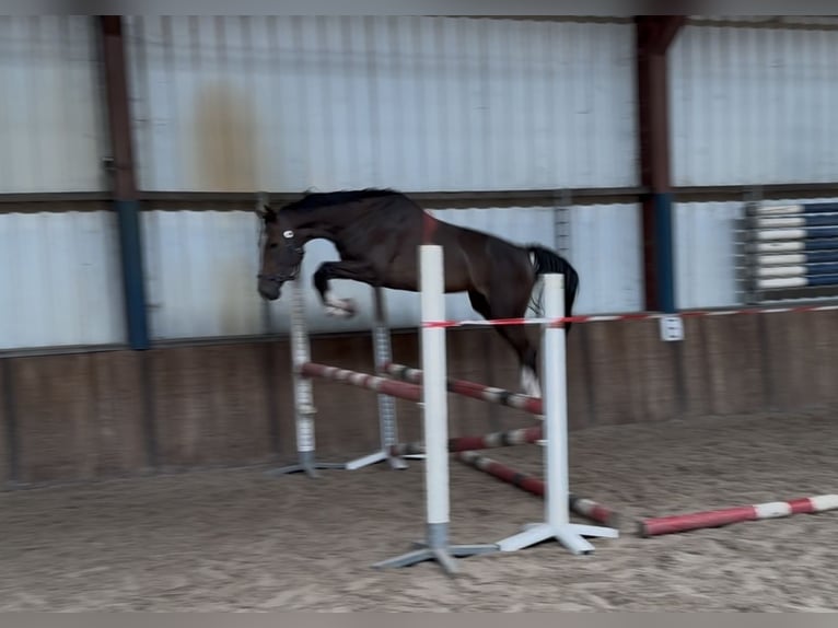 Zangersheider Mare 3 years 16 hh in Oud Gastel