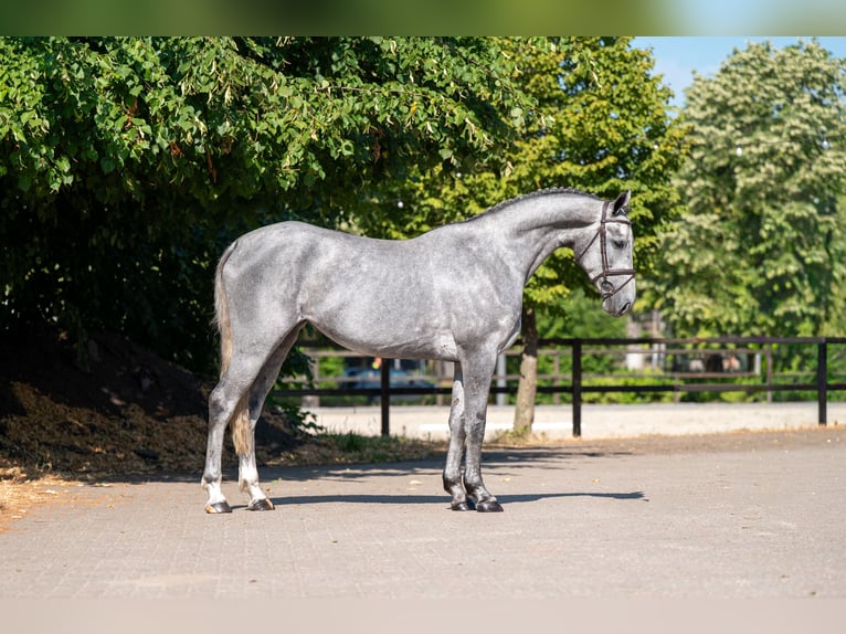 Zangersheider Mare 3 years 16 hh  in Kaulille