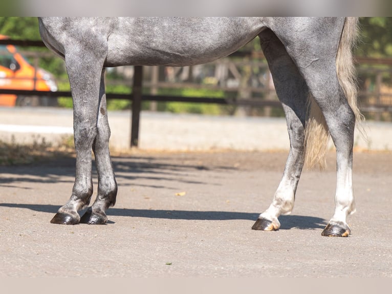 Zangersheider Mare 3 years 16 hh  in Kaulille