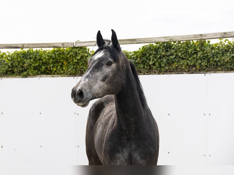 Zangersheider Mare 3 years 16 hh  in Waddinxveen