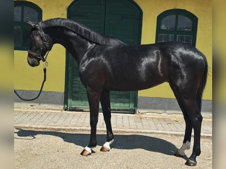 Zangersheider Mare 3 years 16,1 hh Bay-Dark in Murska Soboda