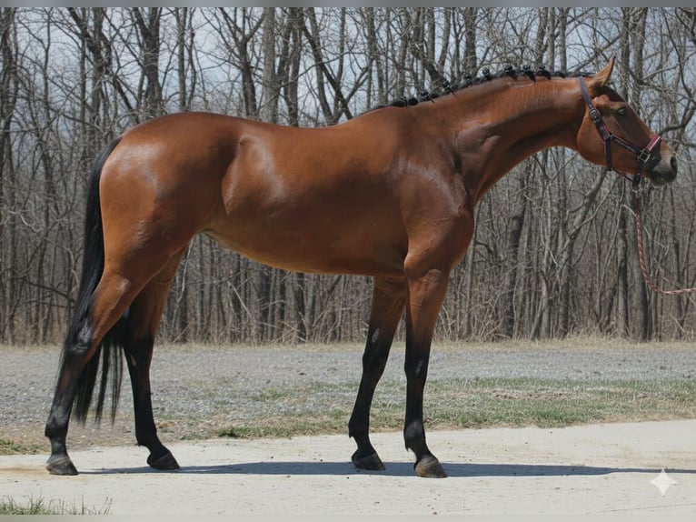 Zangersheider Mare 3 years 16,1 hh Brown in Debrecen