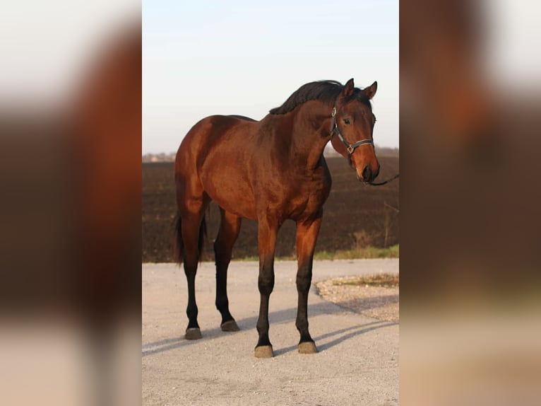 Zangersheider Mare 3 years 16,1 hh Brown in Szarvas