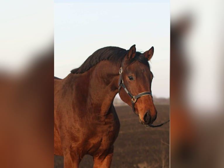 Zangersheider Mare 3 years 16,1 hh Brown in Szarvas