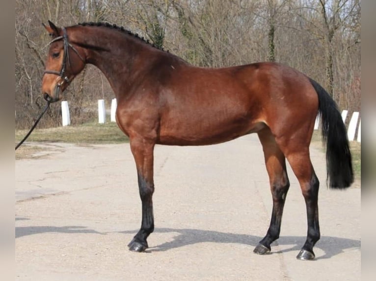Zangersheider Mare 3 years 16,1 hh Brown in Szarvas