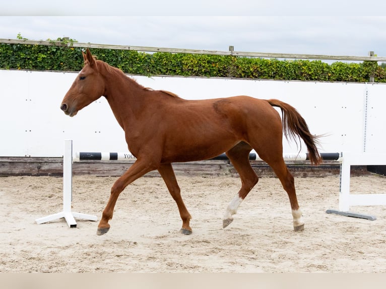 Zangersheider Mare 3 years 16,1 hh Chestnut-Red in Waddinxveen