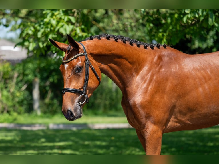 Zangersheider Mare 3 years 16,1 hh in GROTE-BROGEL