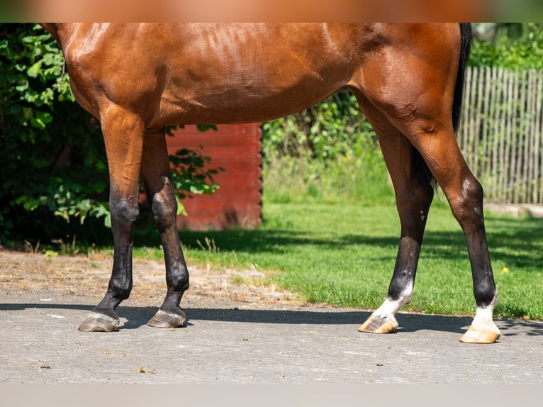 Zangersheider Mare 3 years 16,1 hh in GROTE-BROGEL