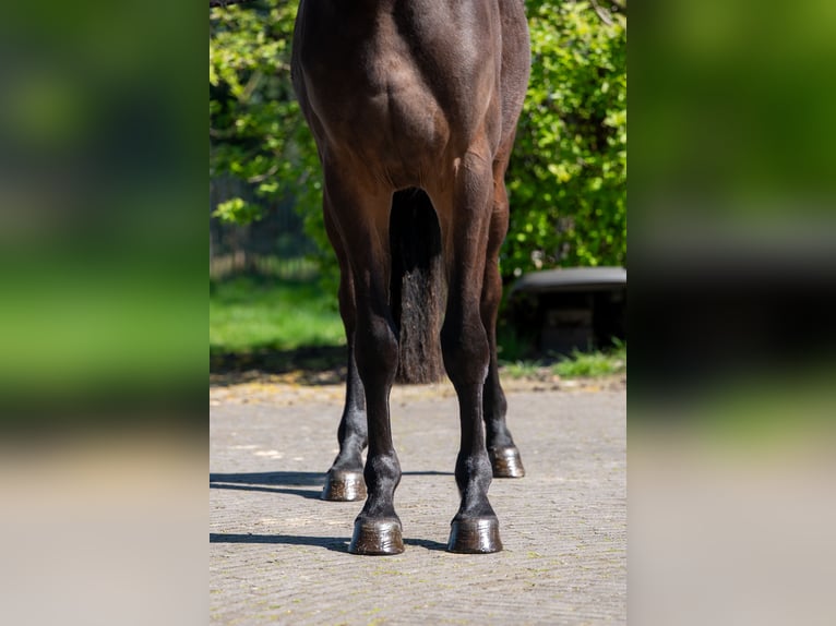 Zangersheider Mare 3 years 16,1 hh  in GROTE-BROGEL