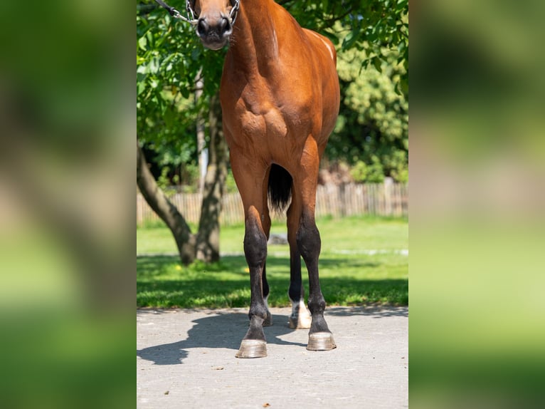 Zangersheider Mare 3 years 16,1 hh in GROTE-BROGEL