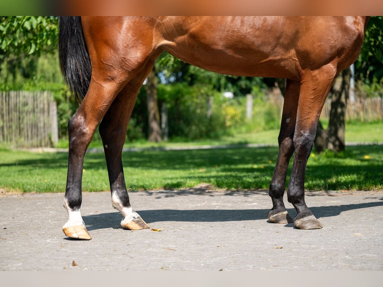 Zangersheider Mare 3 years 16,1 hh in GROTE-BROGEL