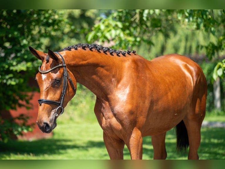 Zangersheider Mare 3 years 16,1 hh in GROTE-BROGEL