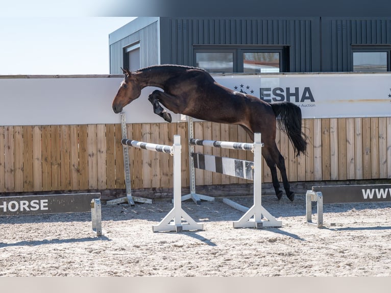 Zangersheider Mare 3 years 16,1 hh  in GROTE-BROGEL