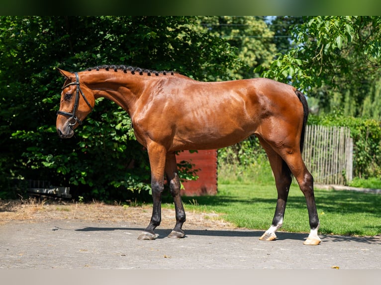 Zangersheider Mare 3 years 16,1 hh in GROTE-BROGEL