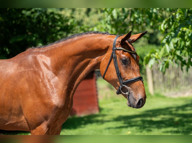 Zangersheider Mare 3 years 16,1 hh in GROTE-BROGEL