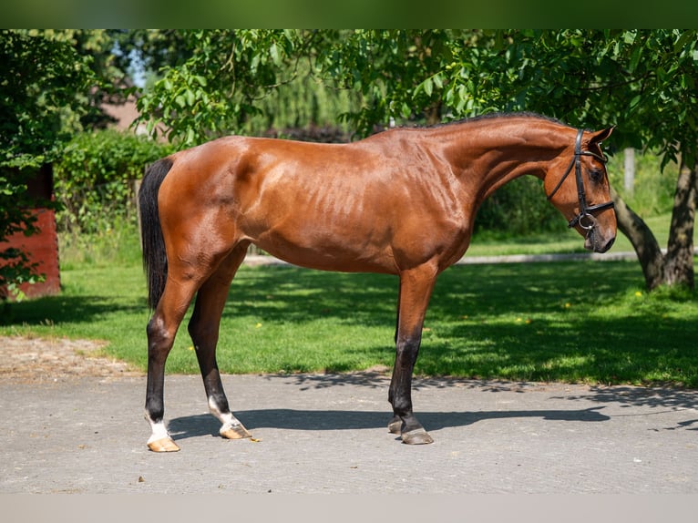 Zangersheider Mare 3 years 16,1 hh in GROTE-BROGEL
