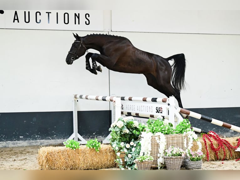 Zangersheider Mare 3 years 16,2 hh Bay-Dark in Bladel