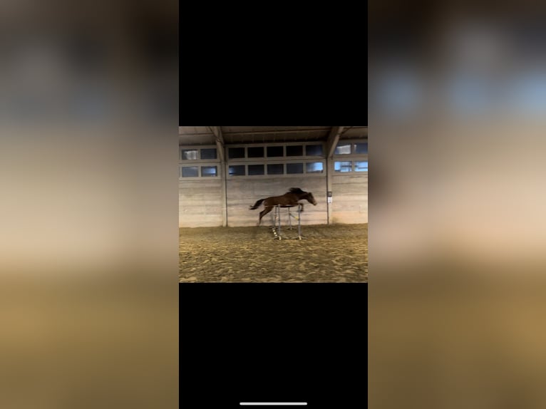 Zangersheider Mare 3 years 16,2 hh Bay-Dark in Ieper