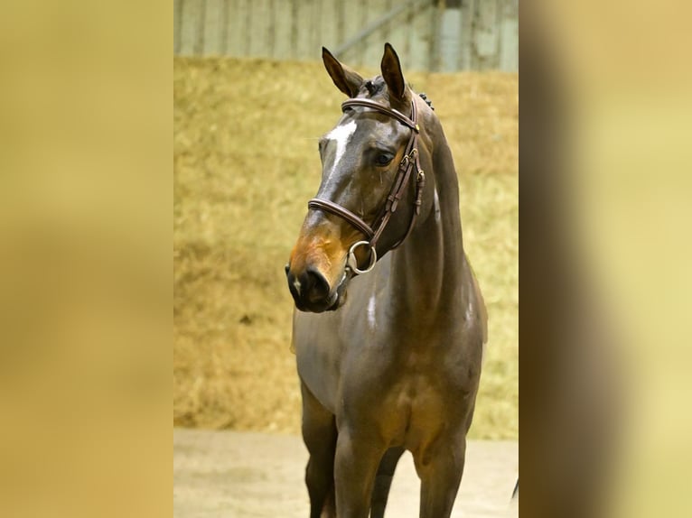 Zangersheider Mare 3 years 16,2 hh Brown in Bladel