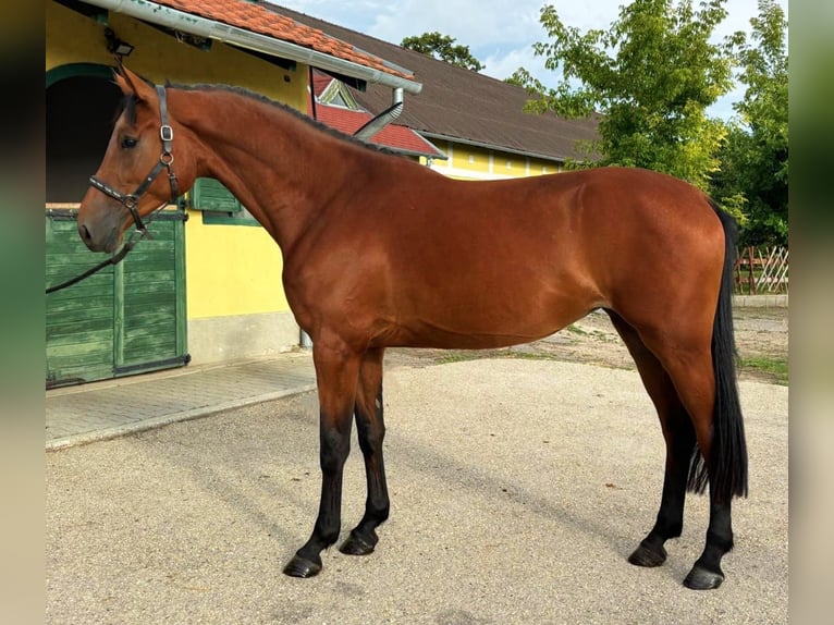 Zangersheider Mare 3 years 16,2 hh Brown in Murska Soboda Zangersheider Mare 3 years 16,2 hh Brown in Murska Soboda