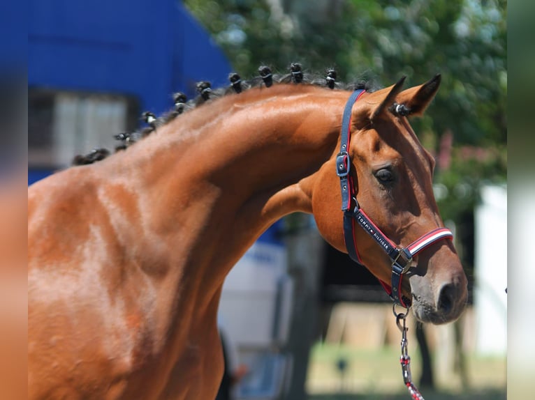 Zangersheider Mare 3 years 16,2 hh Brown in Hódmezővásárhely Zangersheider Mare 3 years 16,2 hh Brown in Hódmezővásárhely